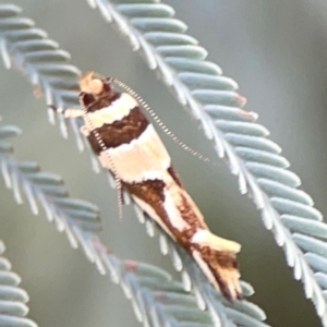 Macrobathra desmotoma at Magpie Hill Park, Lyneham - 3 Mar 2024