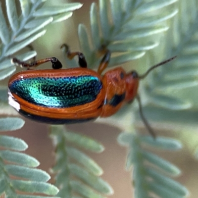 Calomela curtisi (Acacia leaf beetle) at Magpie Hill Park, Lyneham - 3 Mar 2024 by Hejor1