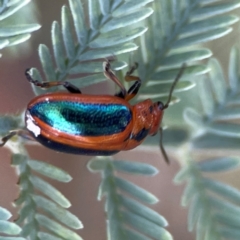 Calomela curtisi at Magpie Hill Park, Lyneham - 3 Mar 2024