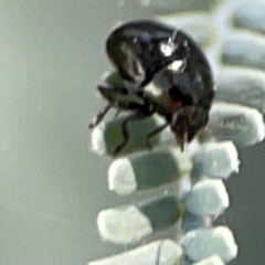 Chrysomelidae sp. (family) (Unidentified Leaf Beetle) at Magpie Hill Park, Lyneham - 3 Mar 2024 by Hejor1