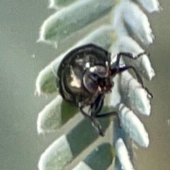 Chrysomelidae sp. (family) at Magpie Hill Park, Lyneham - 3 Mar 2024