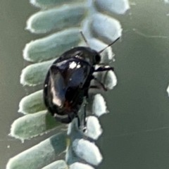 Chrysomelidae sp. (family) at Magpie Hill Park, Lyneham - 3 Mar 2024