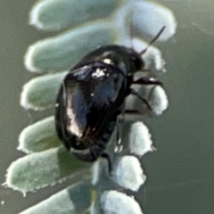 Chrysomelidae sp. (family) at Magpie Hill Park, Lyneham - 3 Mar 2024 01:35 PM
