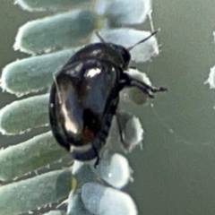 Chrysomelidae sp. (family) at Magpie Hill Park, Lyneham - 3 Mar 2024