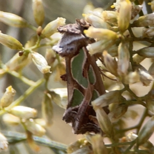 Cosmodes elegans at Magpie Hill Park, Lyneham - 3 Mar 2024