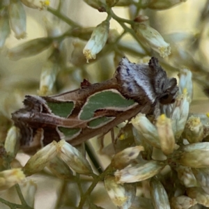 Cosmodes elegans at Magpie Hill Park, Lyneham - 3 Mar 2024