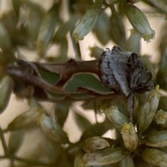 Cosmodes elegans at Magpie Hill Park, Lyneham - 3 Mar 2024 01:18 PM