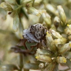 Cosmodes elegans at Magpie Hill Park, Lyneham - 3 Mar 2024