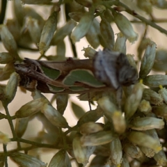 Cosmodes elegans at Magpie Hill Park, Lyneham - 3 Mar 2024