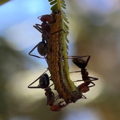 Lepidoptera unclassified IMMATURE moth at Magpie Hill Park, Lyneham - 3 Mar 2024 by Hejor1