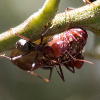 Iridomyrmex purpureus (Meat Ant) at Magpie Hill Park, Lyneham - 3 Mar 2024 by Hejor1