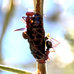 Iridomyrmex purpureus at Magpie Hill Park, Lyneham - 3 Mar 2024