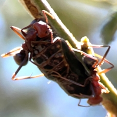 Jalmenus ictinus at Magpie Hill Park, Lyneham - 3 Mar 2024