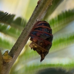 Jalmenus ictinus at Magpie Hill Park, Lyneham - 3 Mar 2024