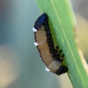 Braconidae (family) at Magpie Hill Park, Lyneham - 3 Mar 2024