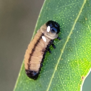 Braconidae (family) at Magpie Hill Park, Lyneham - 3 Mar 2024 01:07 PM