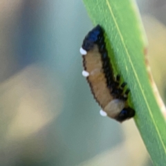 Braconidae (family) at Magpie Hill Park, Lyneham - 3 Mar 2024 01:07 PM