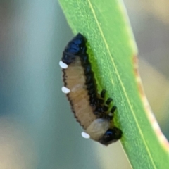 Braconidae (family) at Magpie Hill Park, Lyneham - 3 Mar 2024