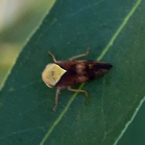 Brunotartessus fulvus at Magpie Hill Park, Lyneham - 3 Mar 2024 01:06 PM