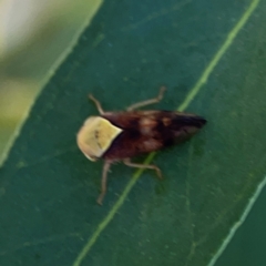 Brunotartessus fulvus (Yellow-headed Leafhopper) at Magpie Hill Park, Lyneham - 3 Mar 2024 by Hejor1