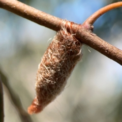 Lepidoptera unclassified IMMATURE moth at Magpie Hill Park, Lyneham - 3 Mar 2024