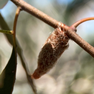 Lepidoptera unclassified IMMATURE at Magpie Hill Park, Lyneham - 3 Mar 2024 01:05 PM