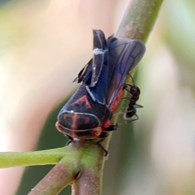 Formicidae (family) (Unidentified ant) at Lyneham, ACT - 3 Mar 2024 by Hejor1