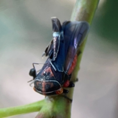 Eurymeloides pulchra at Magpie Hill Park, Lyneham - 3 Mar 2024