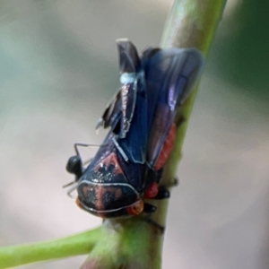 Eurymeloides pulchra at Magpie Hill Park, Lyneham - 3 Mar 2024 01:04 PM