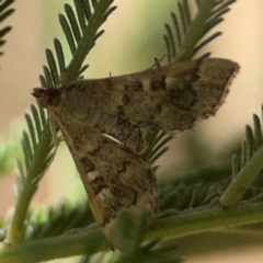 Nacoleia rhoeoalis (A Crambid moth (Spilomelinae) at Magpie Hill Park, Lyneham - 3 Mar 2024 by Hejor1