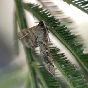 Nacoleia rhoeoalis at Magpie Hill Park, Lyneham - 3 Mar 2024 01:01 PM