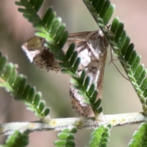 Nacoleia rhoeoalis at Magpie Hill Park, Lyneham - 3 Mar 2024 01:01 PM