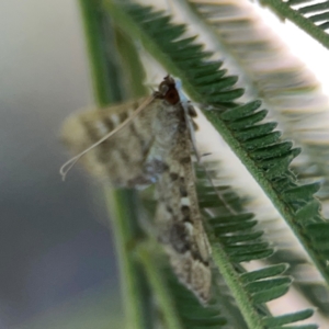 Nacoleia rhoeoalis at Magpie Hill Park, Lyneham - 3 Mar 2024 01:01 PM