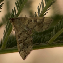 Nacoleia rhoeoalis at Magpie Hill Park, Lyneham - 3 Mar 2024 01:01 PM