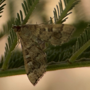 Nacoleia rhoeoalis at Magpie Hill Park, Lyneham - 3 Mar 2024 01:01 PM