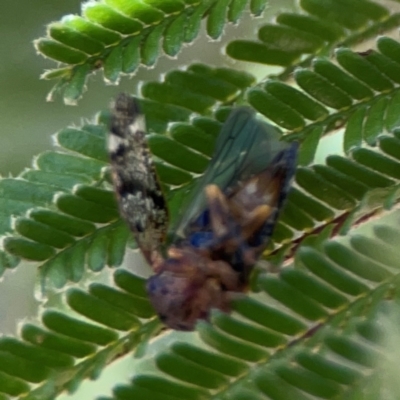 Unidentified Other true fly at Lyneham, ACT - 3 Mar 2024 by Hejor1