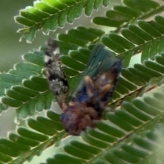 Unidentified Other true fly at Lyneham, ACT - 3 Mar 2024 by Hejor1