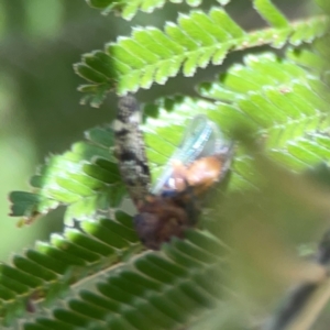 Cicadellidae (family) at Magpie Hill Park, Lyneham - 3 Mar 2024 12:59 PM