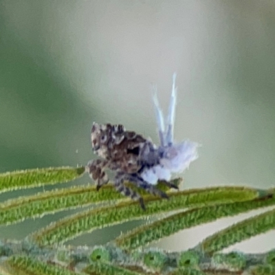 Fulgoroidea (superfamily) (Unidentified fulgoroid planthopper) at Magpie Hill Park, Lyneham - 3 Mar 2024 by Hejor1