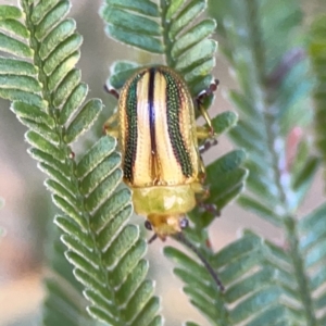 Calomela juncta at Magpie Hill Park, Lyneham - 3 Mar 2024