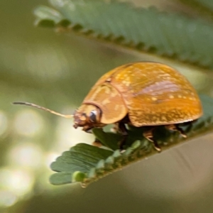 Paropsisterna cloelia at Magpie Hill Park, Lyneham - 3 Mar 2024