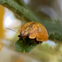 Paropsisterna cloelia at Magpie Hill Park, Lyneham - 3 Mar 2024