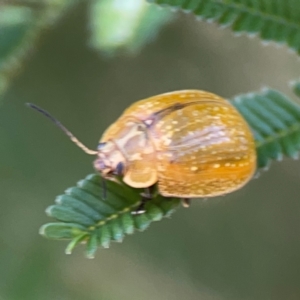 Paropsisterna cloelia at Magpie Hill Park, Lyneham - 3 Mar 2024