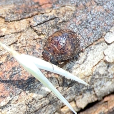 Trachymela sp. (genus) (Brown button beetle) at Magpie Hill Park, Lyneham - 3 Mar 2024 by Hejor1