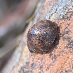 Trachymela sp. (genus) at Magpie Hill Park, Lyneham - 3 Mar 2024