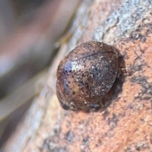 Trachymela sp. (genus) at Magpie Hill Park, Lyneham - 3 Mar 2024