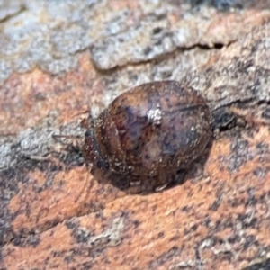 Trachymela sp. (genus) at Magpie Hill Park, Lyneham - 3 Mar 2024