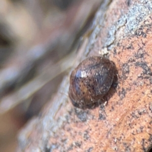 Trachymela sp. (genus) at Magpie Hill Park, Lyneham - 3 Mar 2024