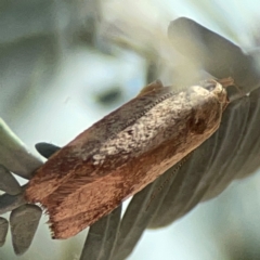 Garrha limbata at Magpie Hill Park, Lyneham - 3 Mar 2024