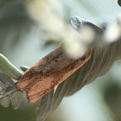 Garrha limbata at Magpie Hill Park, Lyneham - 3 Mar 2024